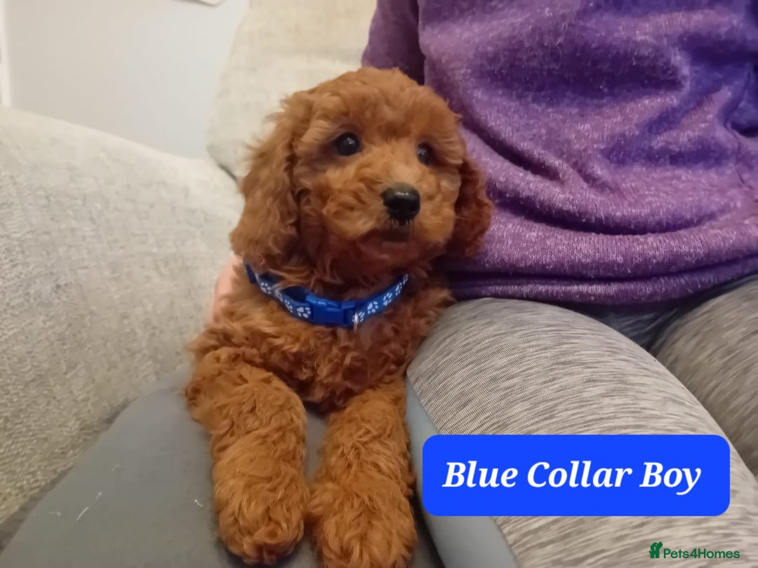 Goldendoodle dogs for sale: Goldendoodle puppies - Advert 8