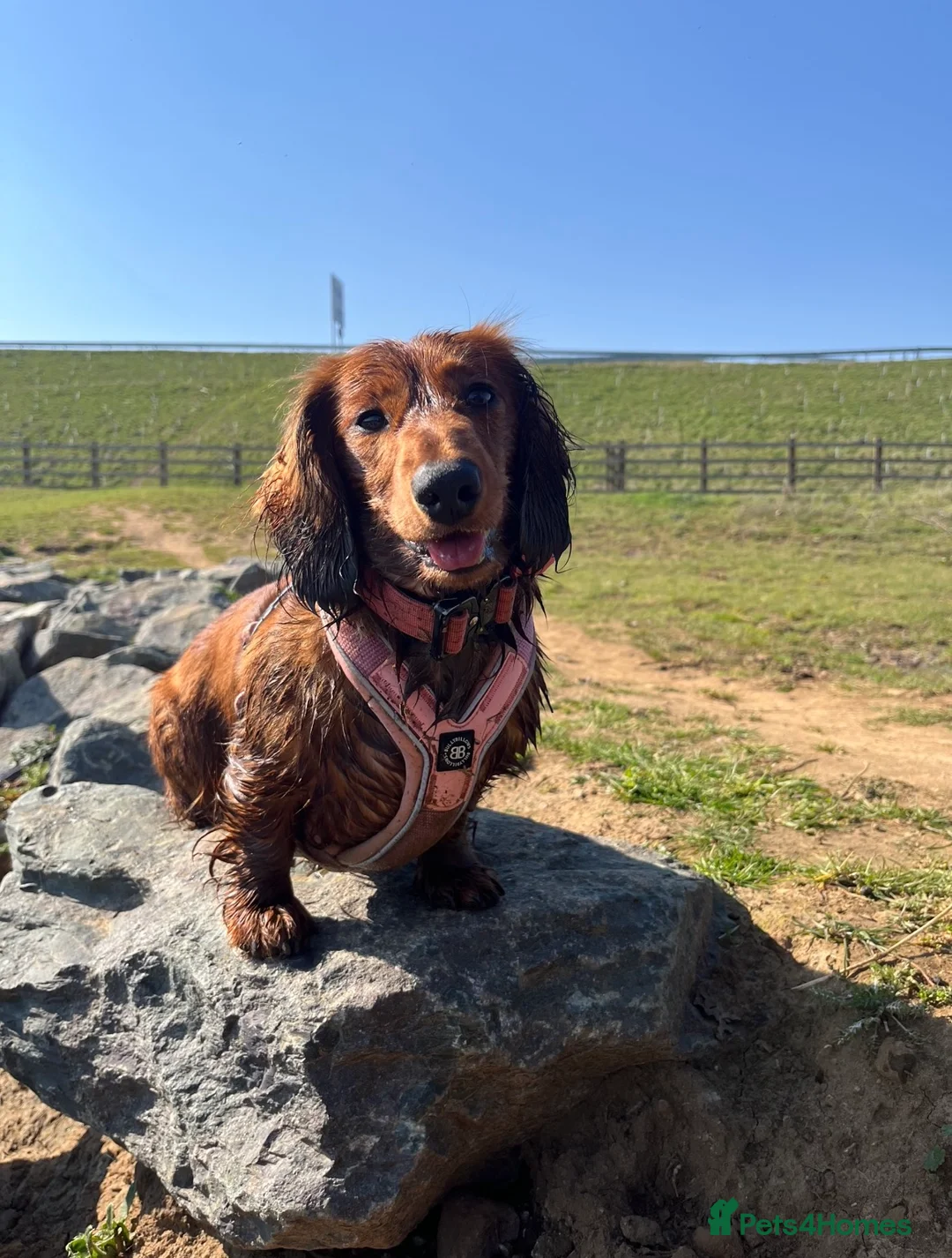 Dachshund dogs for sale: MOCHI, 2 years old Female dachshund for rehome  - Advert 5