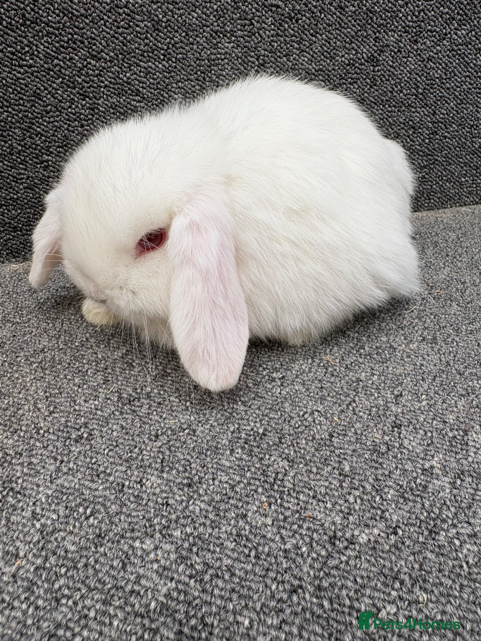 Mini Lop rabbits Mini Lop x Dwarf Lop Babies - Advert 23