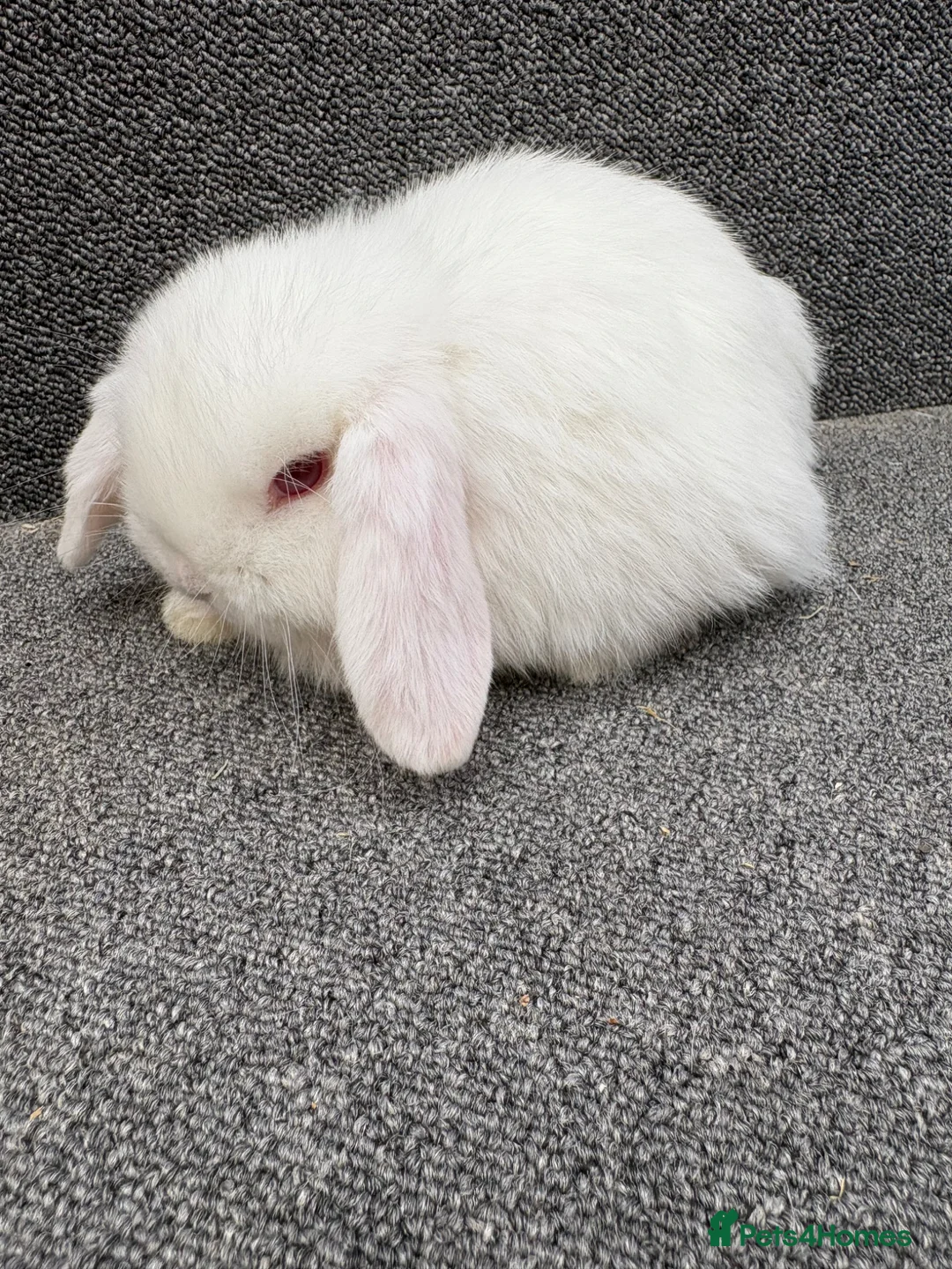 Mini Lop rabbits for sale: Mini Lop x Dwarf Lop Babies - Advert 1