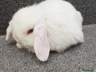 Mini Lop rabbits Mini Lop x Dwarf Lop Babies - Advert 23