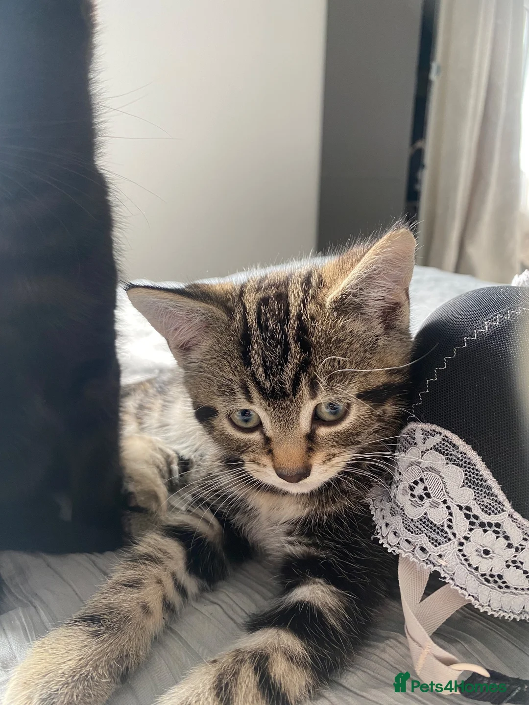 British Shorthair cats for sale: Beautiful kittens ready now - Advert 2