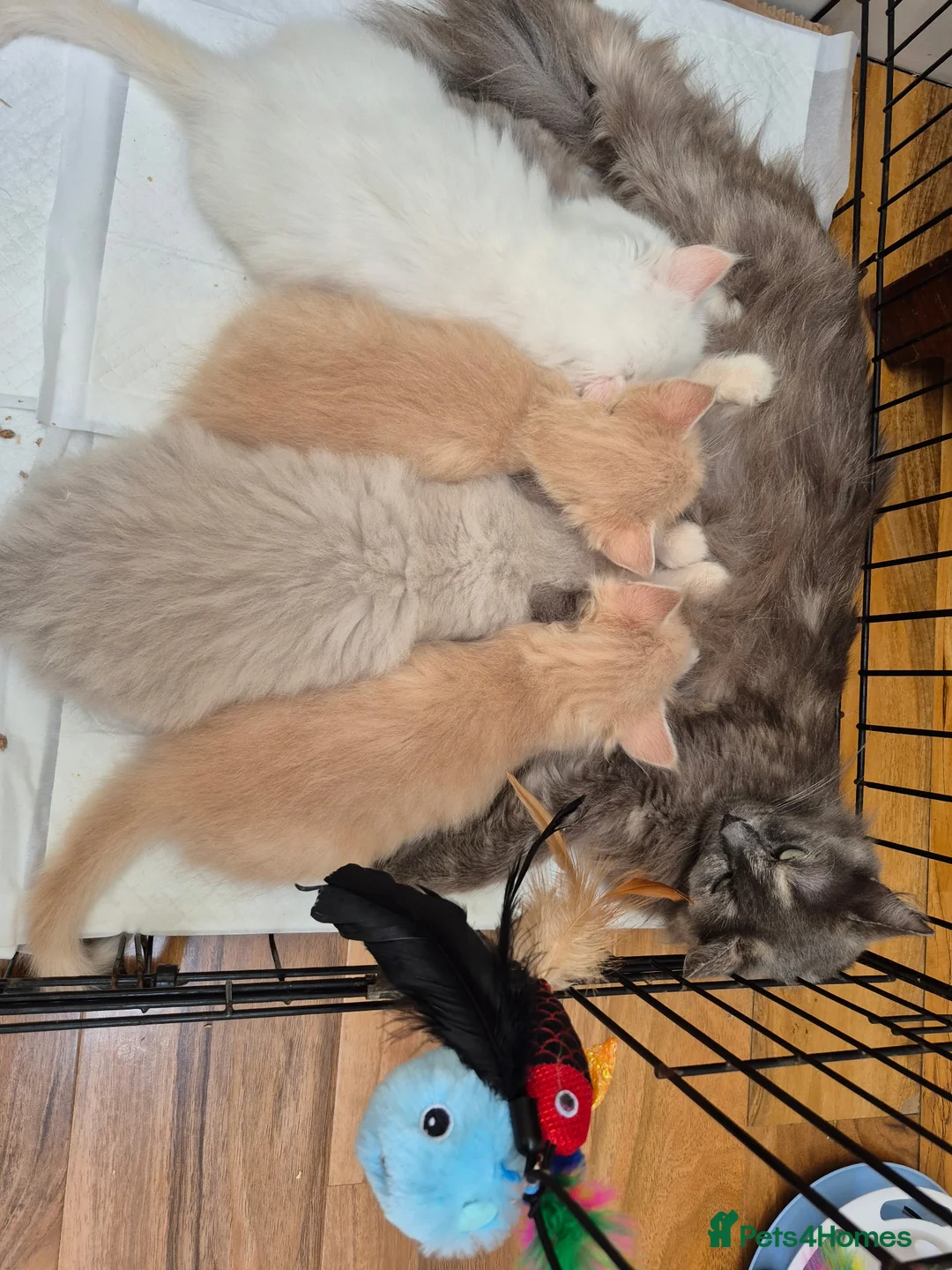 Mixed Breed cats for sale: Maine coon cross ragdoll in Mansfield - Advert 2