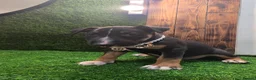 English Bull Terrier dogs for sale: 3 Beautiful English Bull Terrier Puppies  - Advert 10