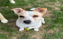 Mixed Breed dogs for adoption: Lovely Lola is Ready for Her Forever Home! 💖 - Image 6