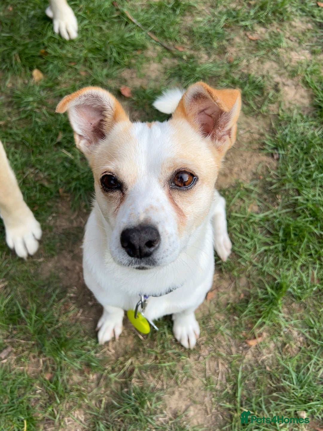 Mixed Breed dogs for adoption: Lovely Lola is Ready for Her Forever Home! 💖 - Image 6
