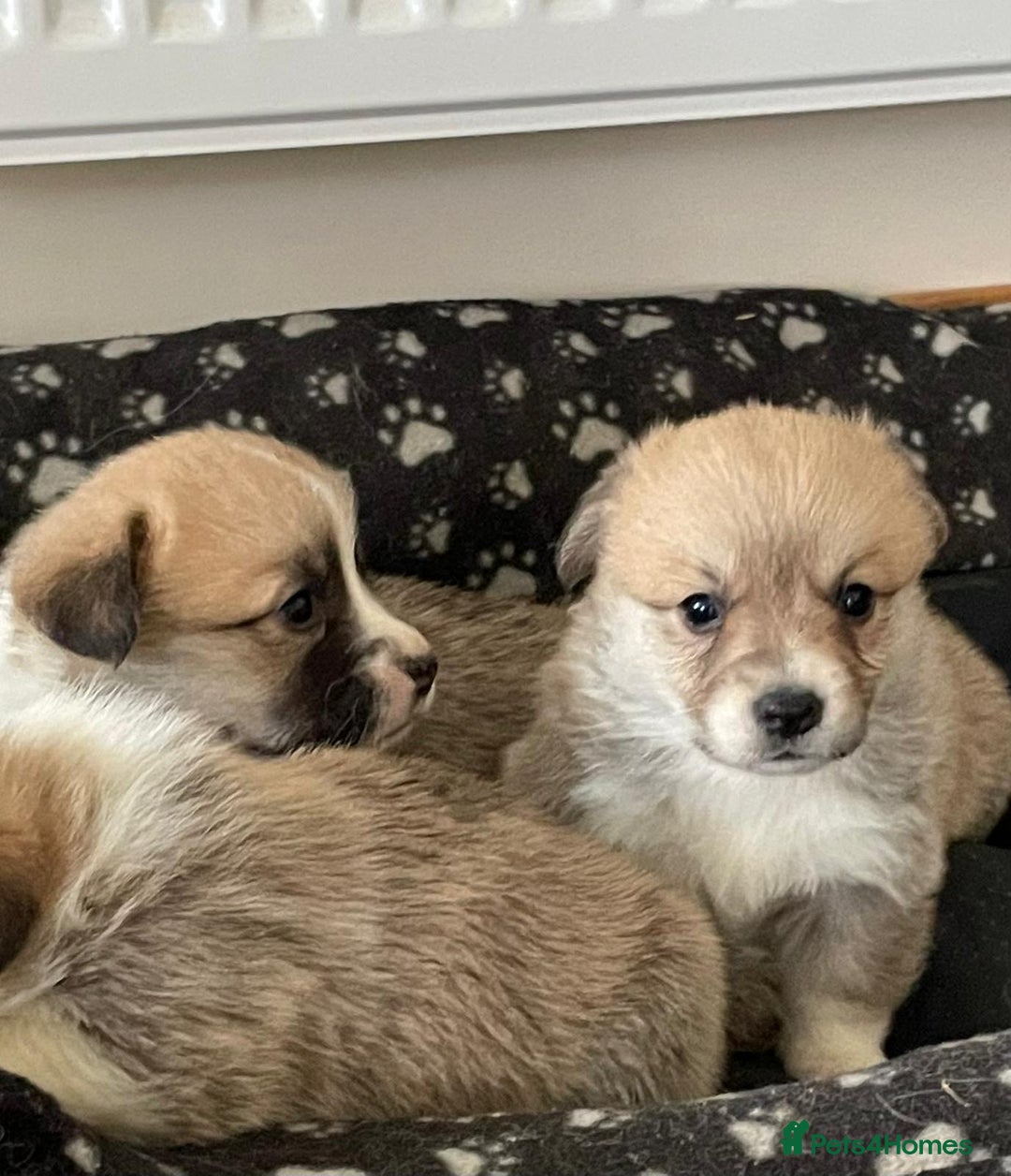 Welsh Corgi Pembroke dogs for sale: KC Registered Pembrokeshire Corgi Puppies - Advert 10