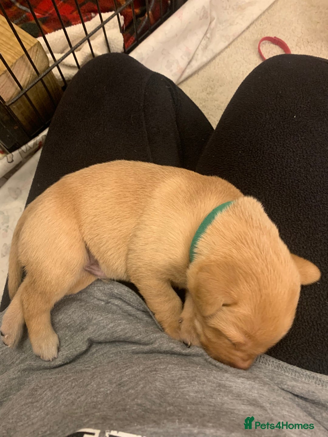 Labrador Retriever dogs for sale: ✨ Stunning 5 Male & 3 Female Fox Red Lab Puppies - Advert 29