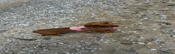 Miniature Dachshund dogs for sale: Miniature Dachshund  in Redruth - Advert 4