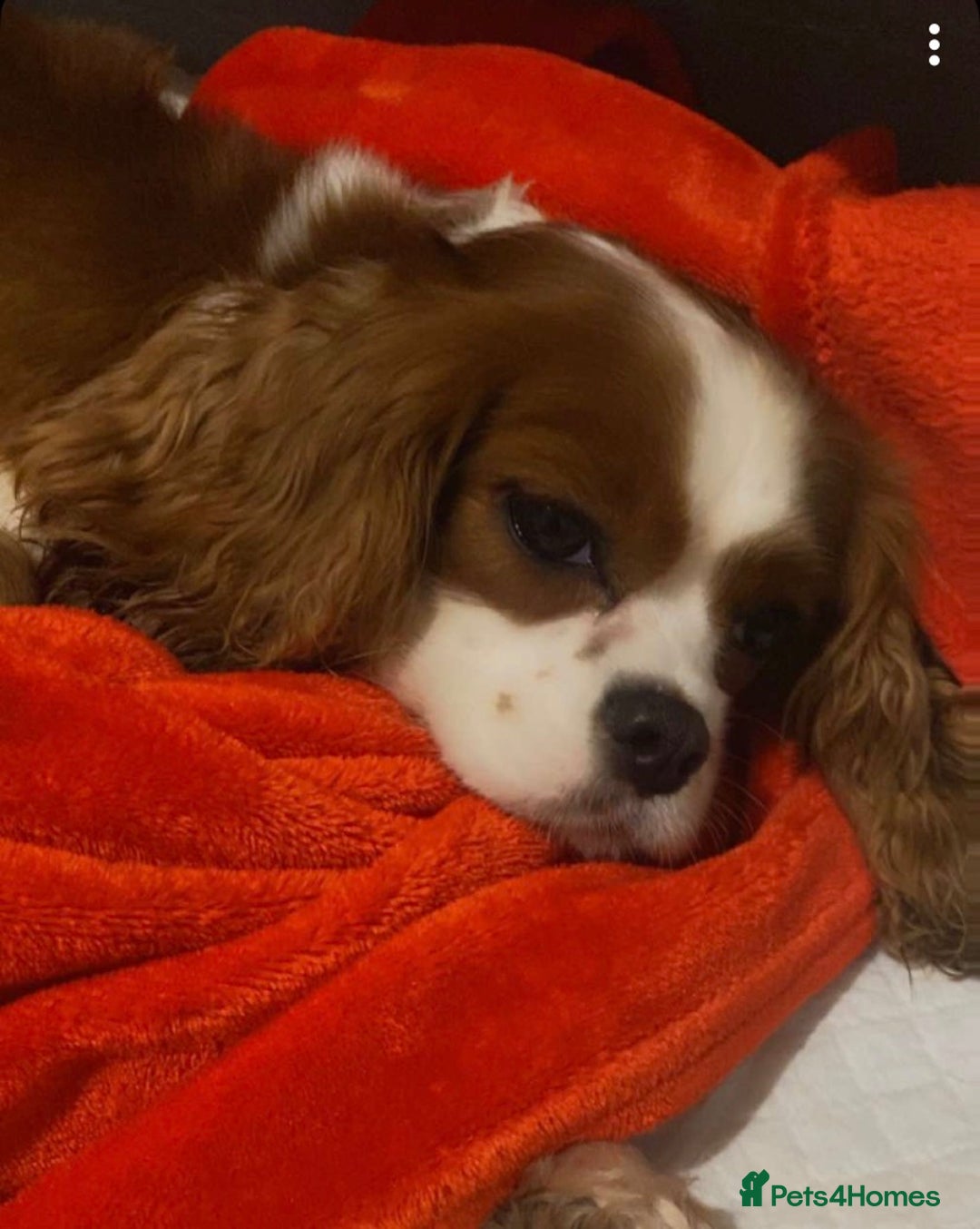 Cavapoo dogs for sale: Toy Cavapoo Health testing parent  - Advert 2