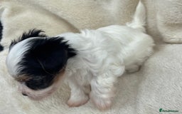 Biewer Terrier dogs for sale: Beautiful biewer terrier puppies 🩷 - Image 20