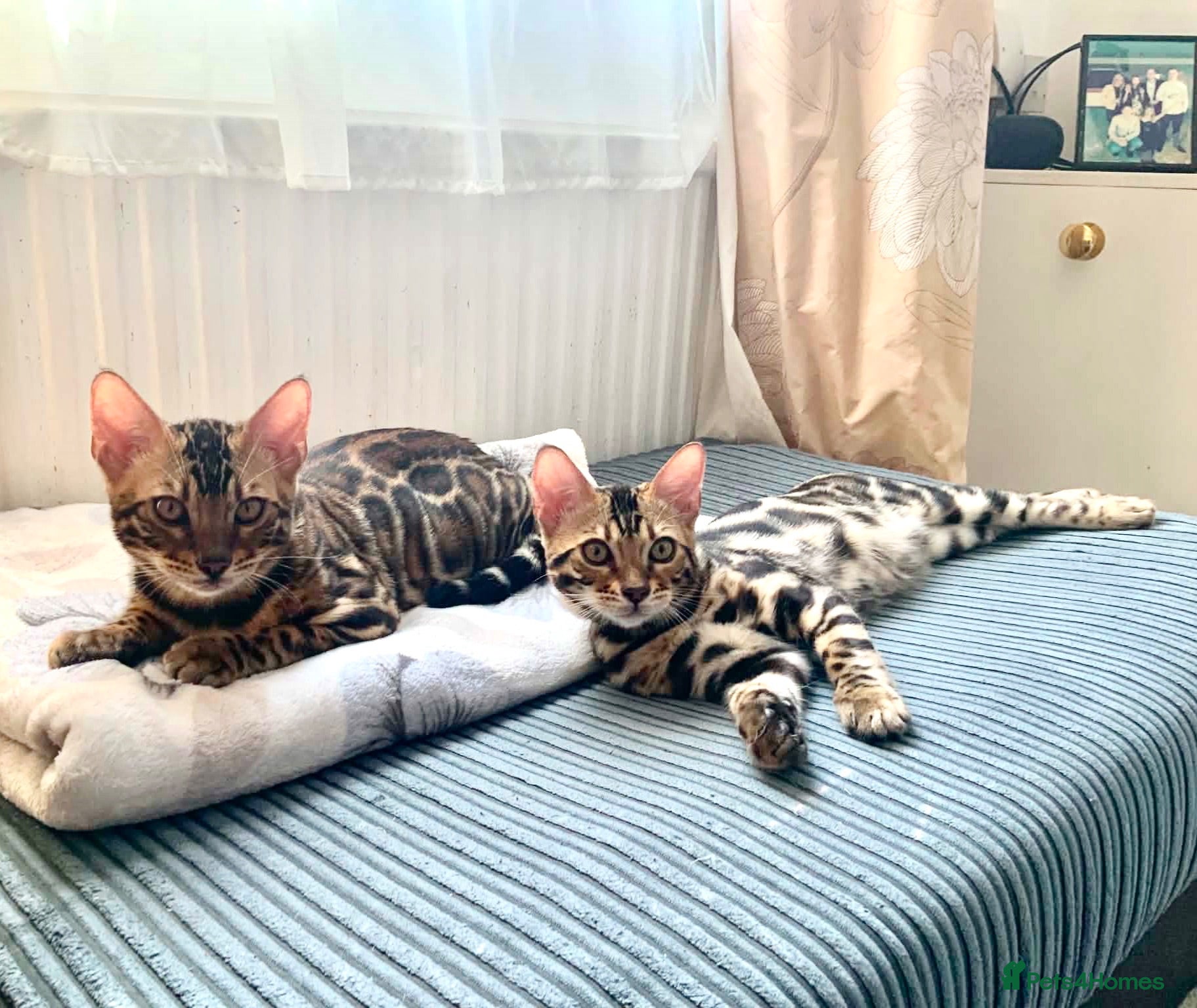 Bengal cats ✨✨ BENGAL BOYS waiting forever HOME😻😻😻 - Advert 2