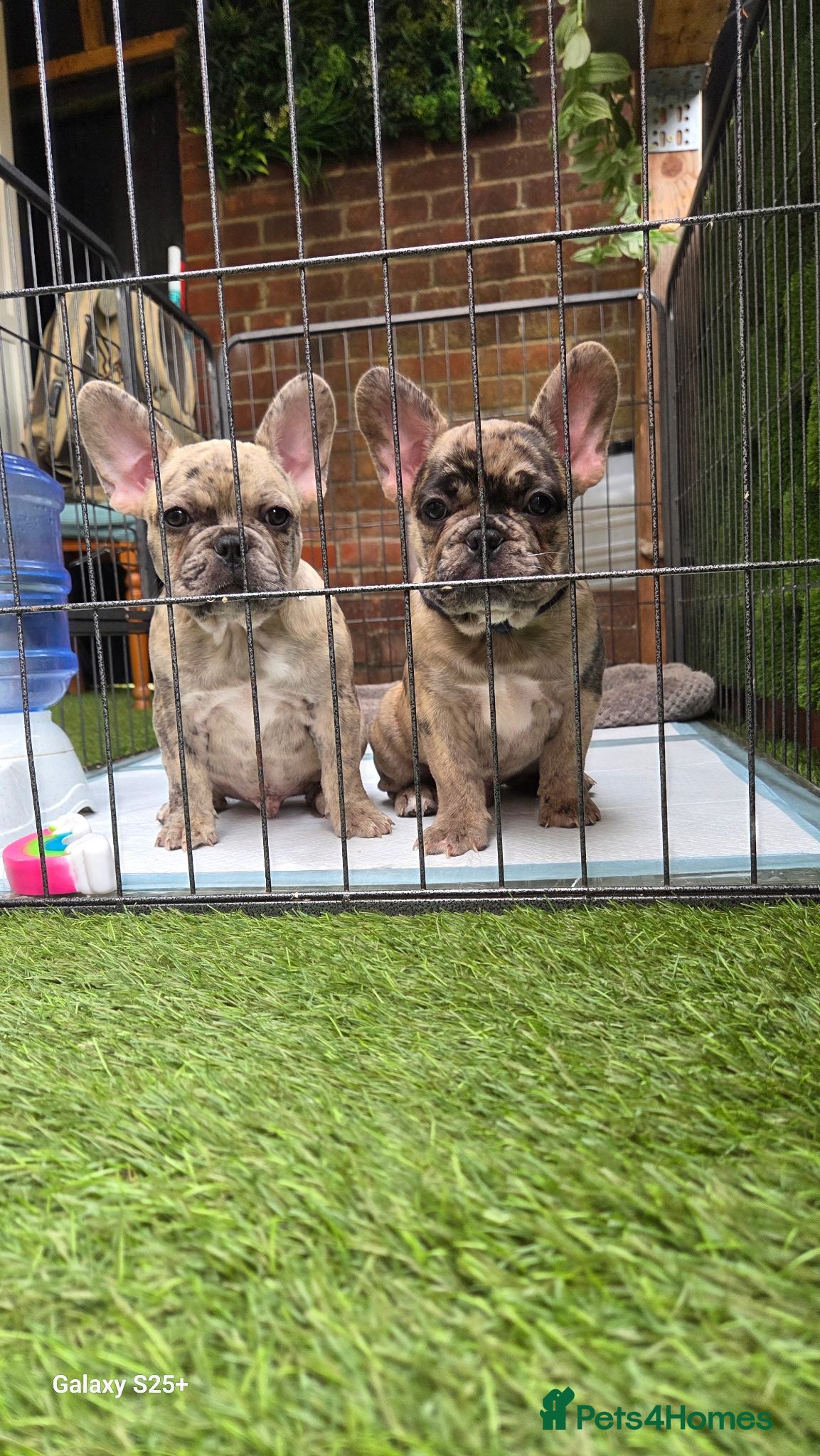 French Bulldog dogs  French buldogs  . - Advert 5