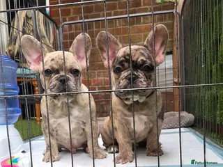 French Bulldog dogs French buldogs . - Advert 5