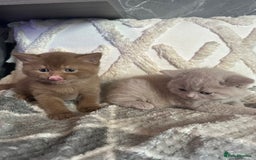 British Shorthair cats for sale: 🏆 BSH Cream male available 🏆 - Image 1