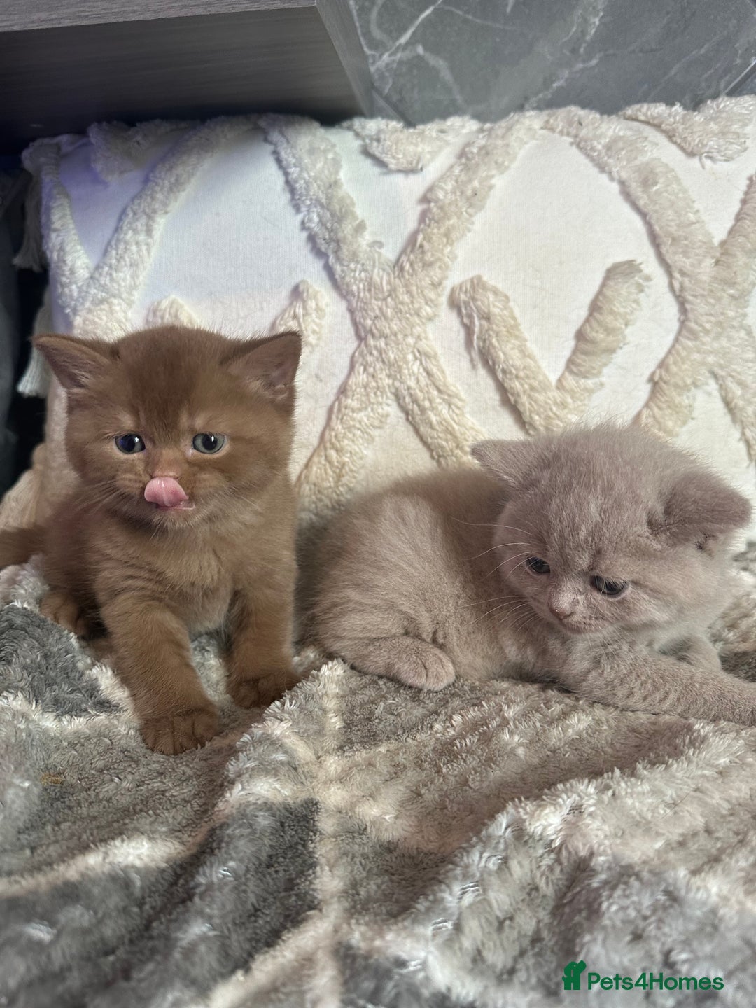 British Shorthair cats for sale: 🏆 BSH Cream male available 🏆 - Image 1