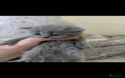 British Shorthair cats for sale: Purebred British shorthairs  - Image 7