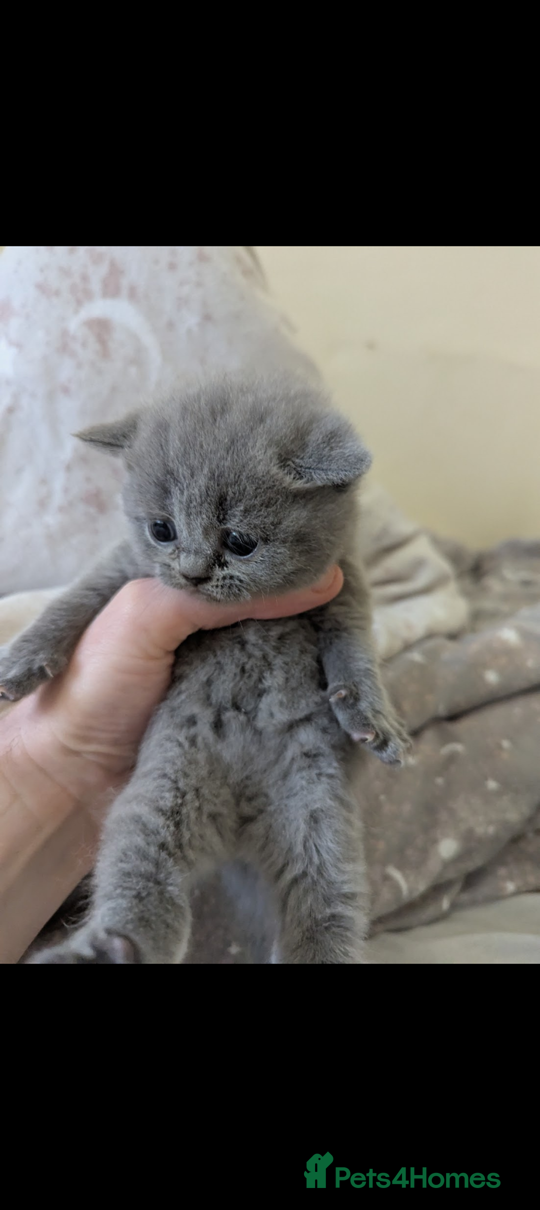 British Shorthair cats for sale: Purebred British shorthairs  - Image 7