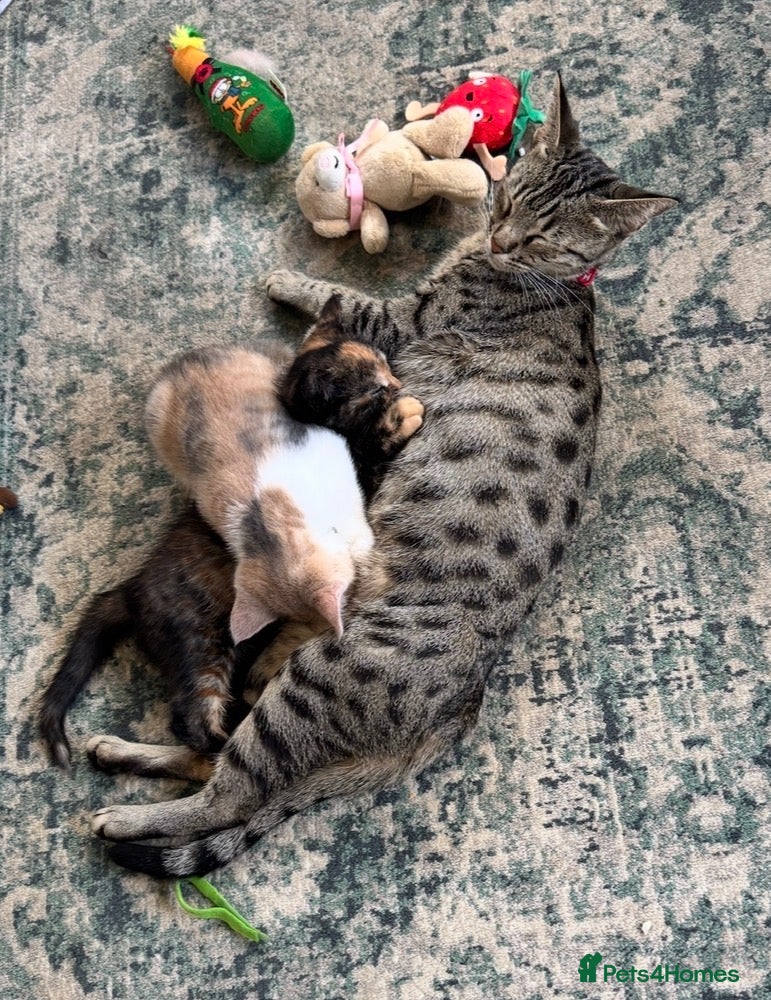 Mixed Breed cats Black & Ginger Kitten  - Advert 5