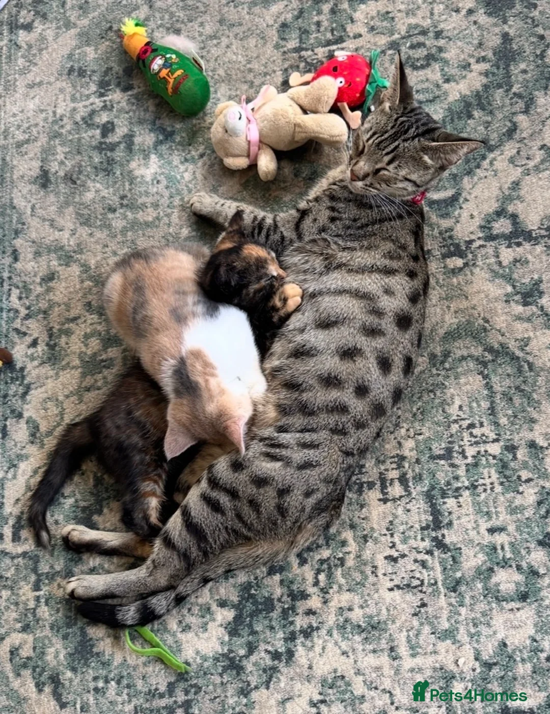 Mixed Breed cats for sale: Black & Ginger Kitten  in London - Advert 1