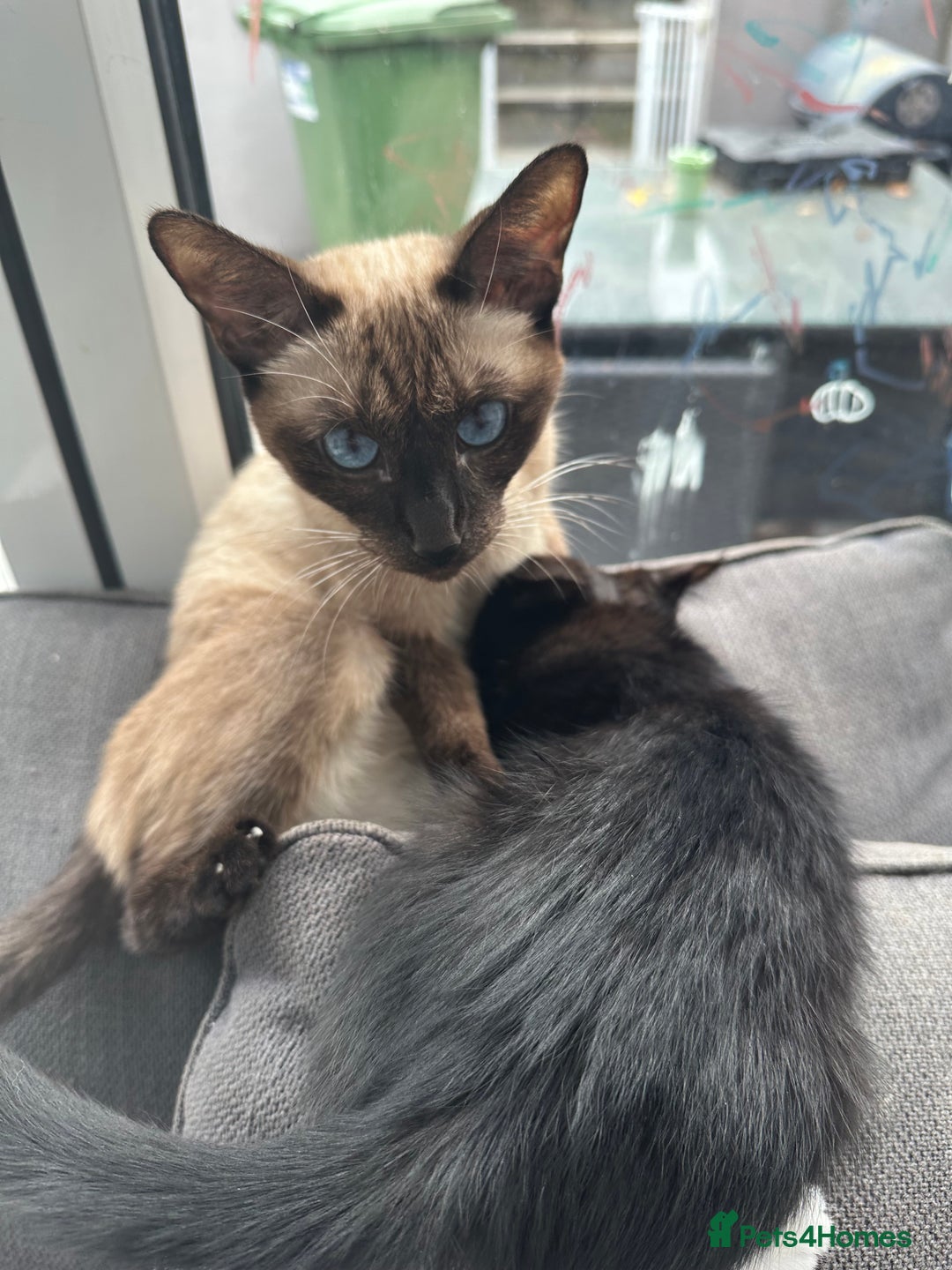 British Longhair cats for sale: 4 x kittens for sale (2 male 2 female) - Image 4