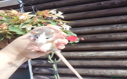Rat rodents for sale: Beautiful baby rats dumbos smooth and rex  - Image 1