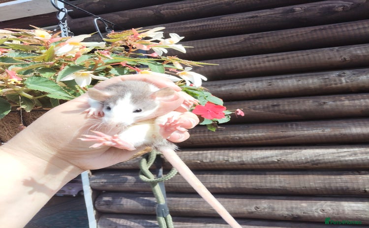 Rat rodents - Advert 1