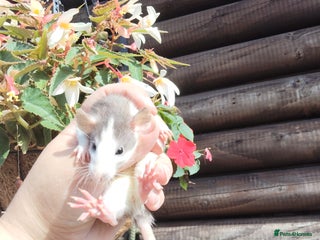 Rat rodents - Advert 26