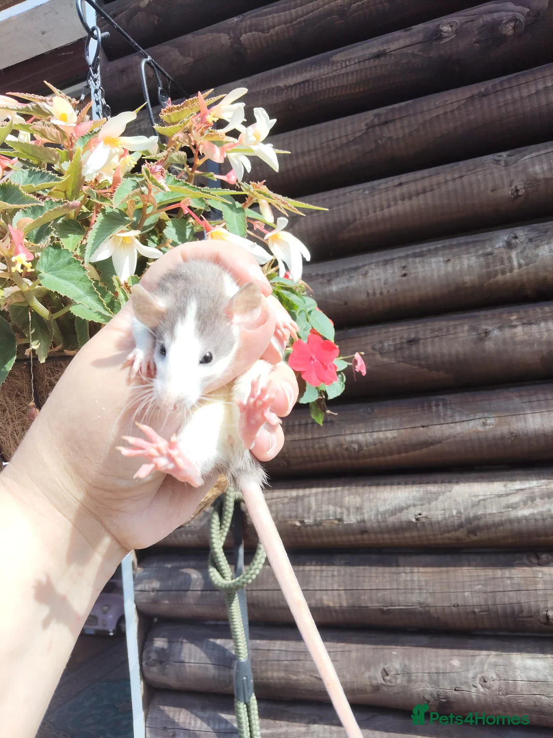 Rat rodents for sale: New babies ready now 6 week and upwards  - Advert 1