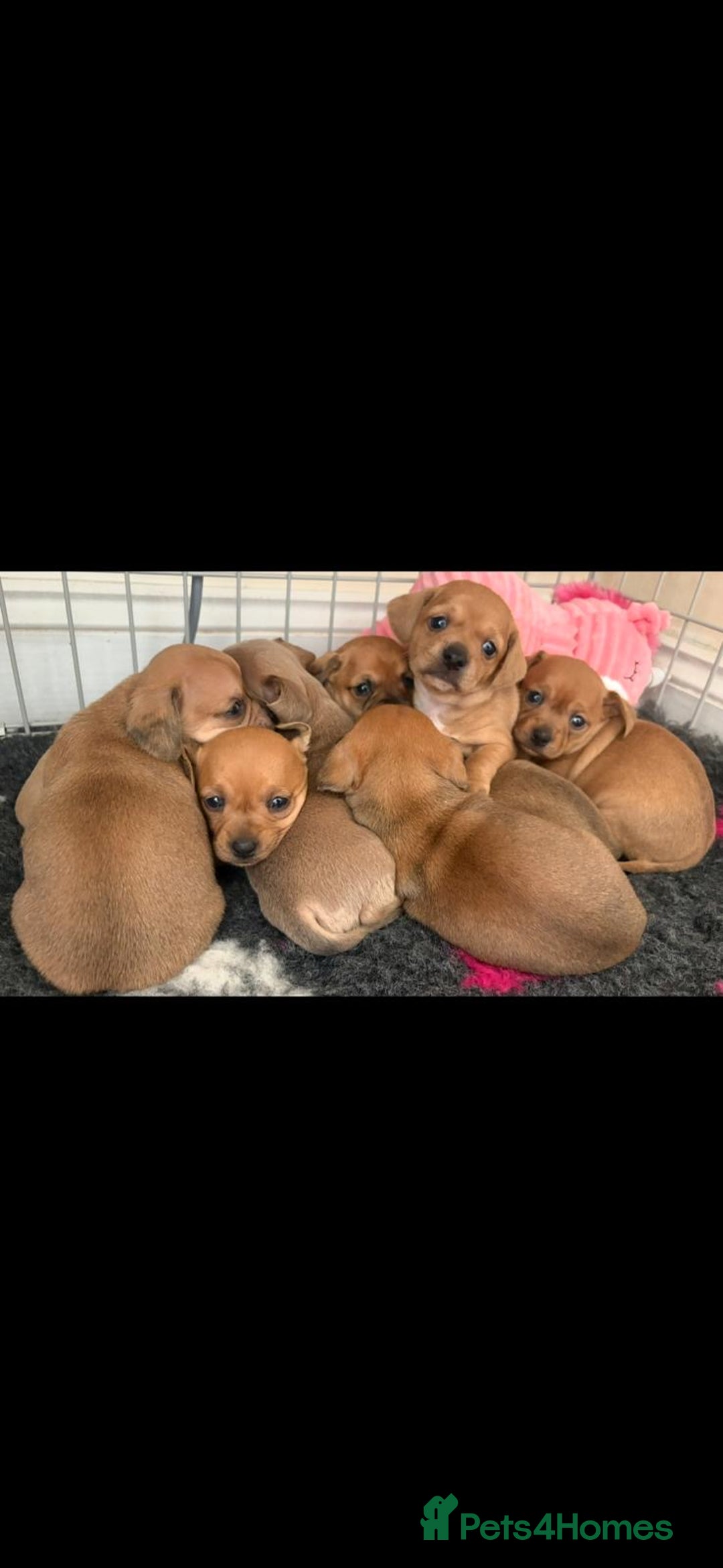 Chiweenie dogs for sale: Beautiful chiweenie puppies  - Advert 2