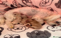 Toy Poodle dogs for stud: Asian Toy poodle -TEDDYCUP in Kettering - Image 8
