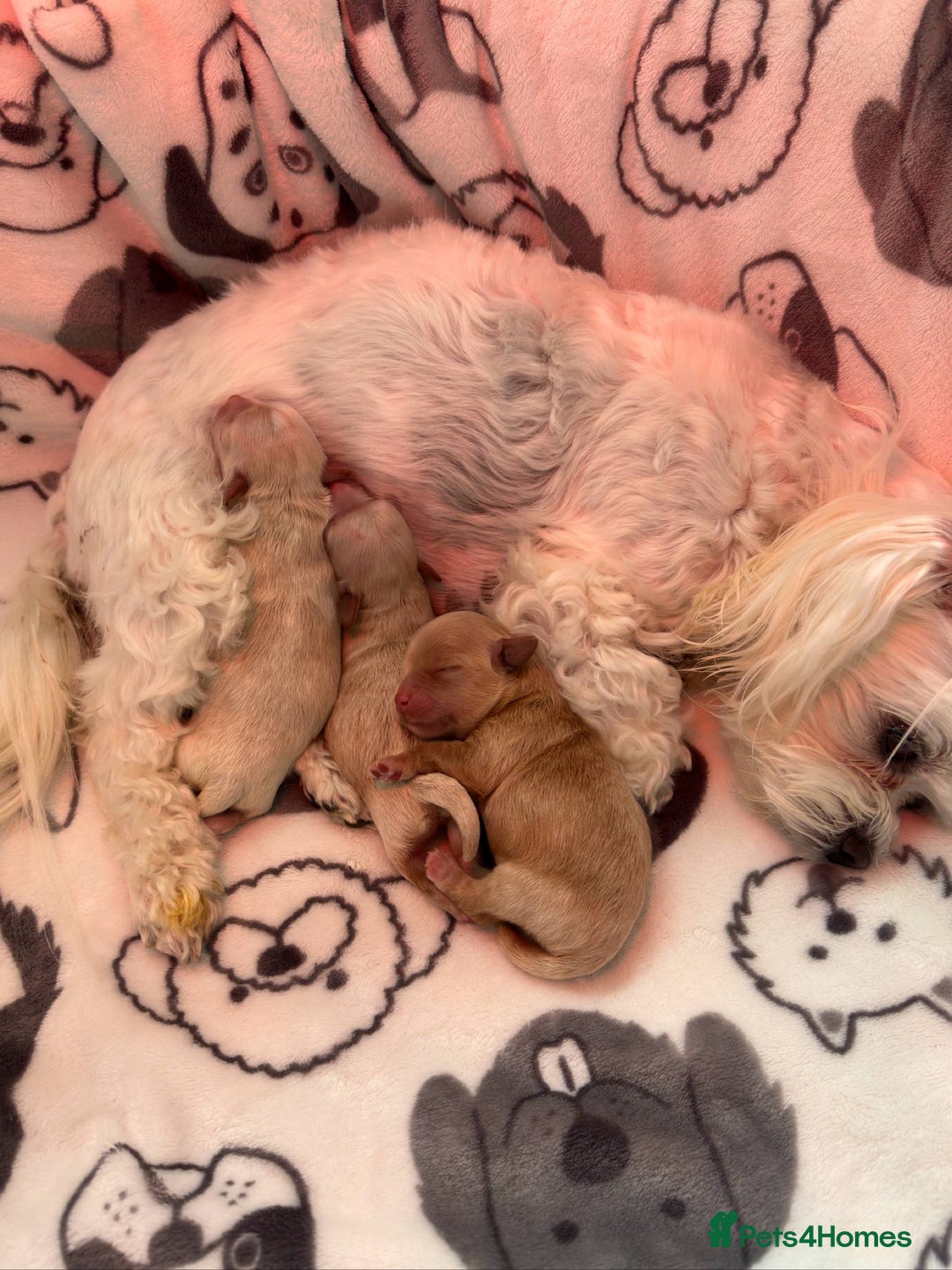 Toy Poodle dogs for stud: Asian Toy poodle -TEDDYCUP in Kettering - Image 8