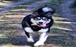 Utonagan dogs for sale: Utonagan pups for sale 6 boys 3 girls in Arbroath - Image 23
