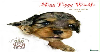 Cavapoo dogs - Advert 6