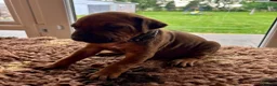 Rhodesian Ridgeback dogs for sale: 5 Star Council Registered Breeder M022667 - Advert 9