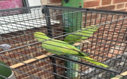 Parrots birds for sale: Green neck Parrot  - Image 3
