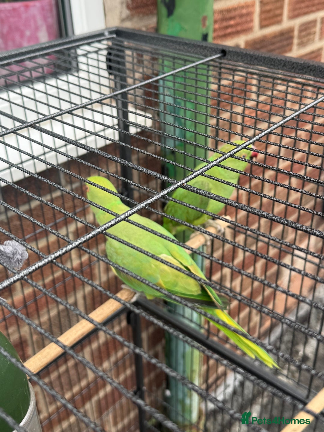 Parrots birds for sale: Green neck Parrot  - Image 3