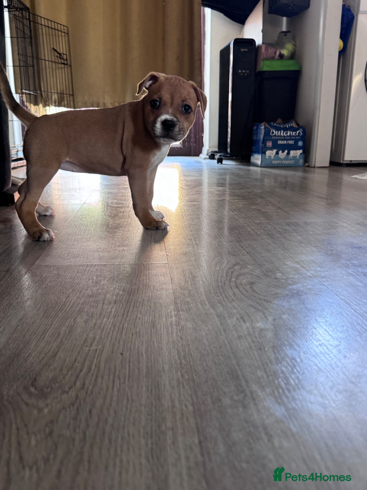 Staffordshire Bull Terrier dogs READY NOW KC Staffordshire Bull Terrier - Advert 10
