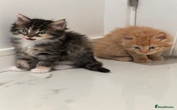 Maine Coon cats for sale: Stunning Mainecoon Kittens - Image 20