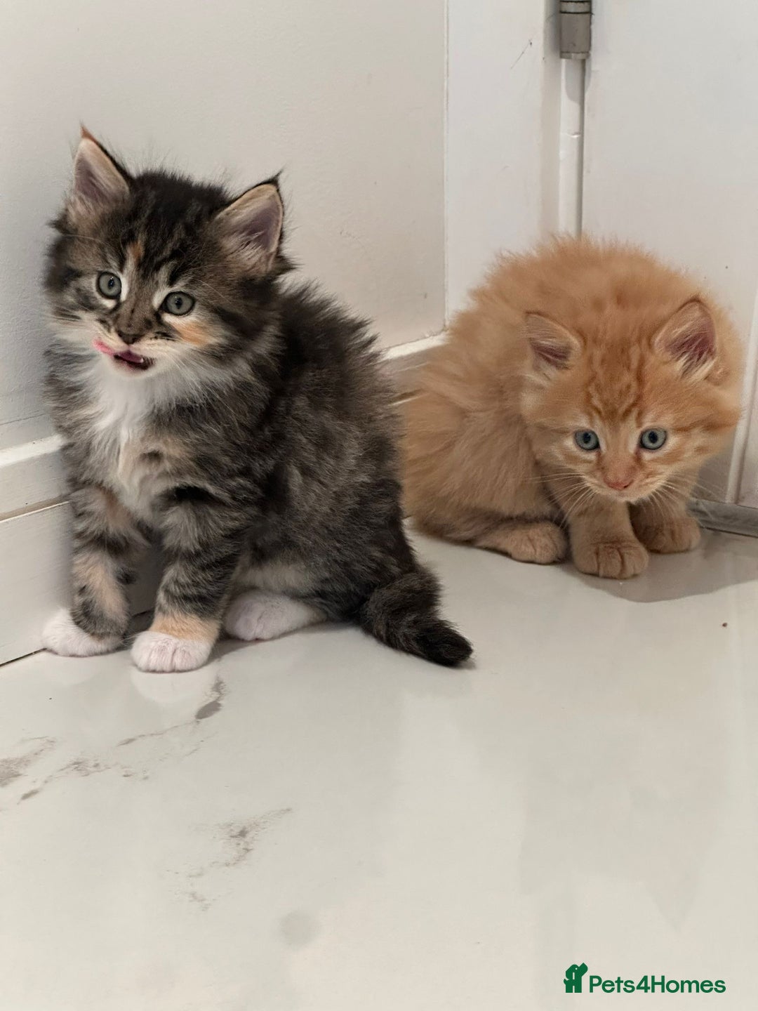 Maine Coon cats for sale: Stunning Mainecoon Kittens - Image 20