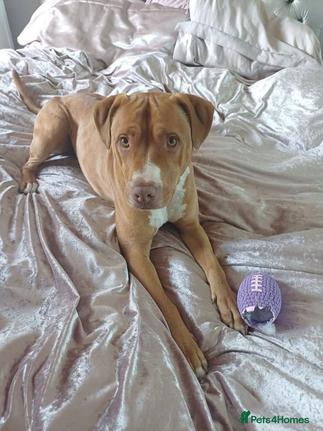 Mixed Breed dogs for adoption: Meet Tally, currently residing in Basildon - Image 10