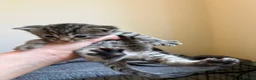 Mixed Breed cats for sale: 4 Kittens 2 white 2 Tabby - Advert 9