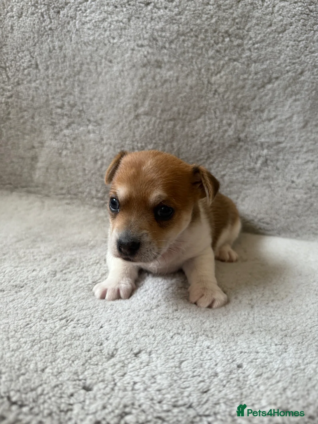 Jack Russell dogs for sale: JackRussle puppy boy - Advert 1