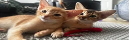 Abyssinian cats for sale: Abyssinian kittens  - Advert 6