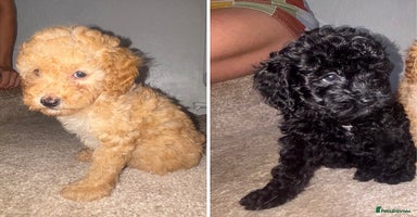 Cavapoo dogs - Advert 12