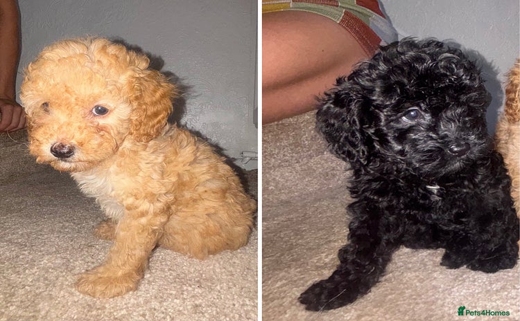 Cavapoo dogs - Advert 2