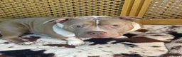 Mixed Breed dogs for sale: Pocket Bully (not a XL Bully)  - Advert 7