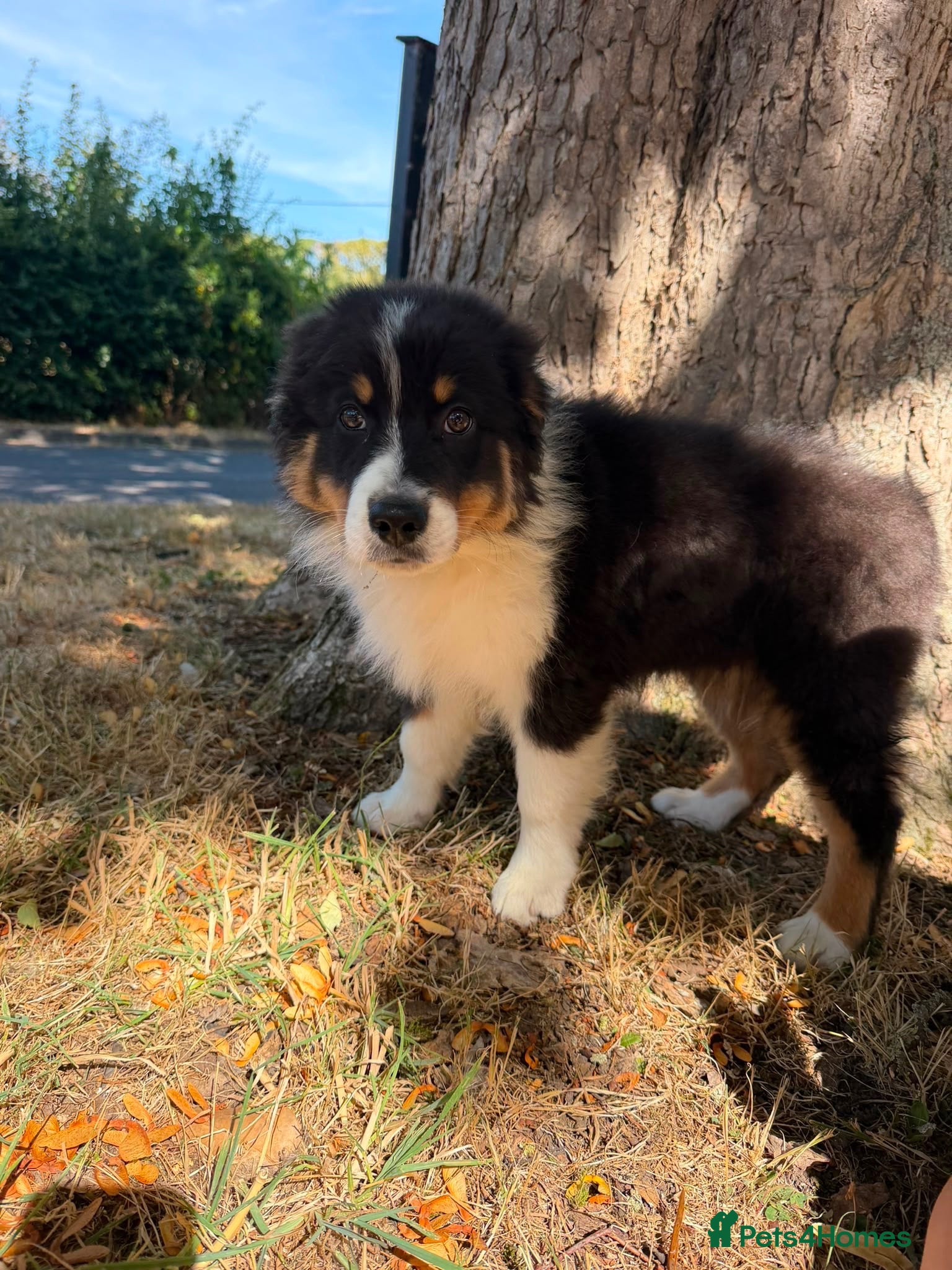 Australian Shepherd dogs Kc Australian Shepherd Puppies still available  - Advert 1