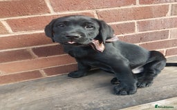 Labrador Retriever dogs for sale: KC Registered Labrador puppies  - Image 32