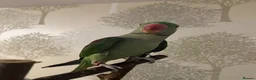 Ringnecks birds for sale: Alexandrine Ringneck - Advert 2